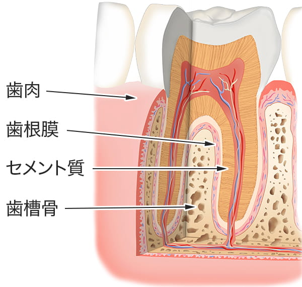 全体像の断面。上から歯肉、歯根膜、セメント質、歯槽骨となる。